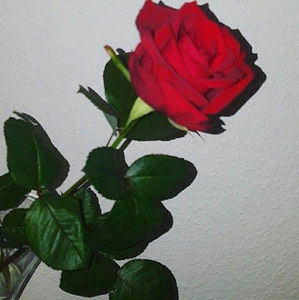 Meet your Posher, Camille